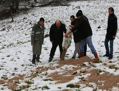 (özel Haber) Geyikler İçin Belgrat Ormanı’na Yem Bırakıldı