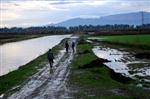 MENDERES NEHRİ - Söke Ovası’nda Ekili Arazileri Su Bastı