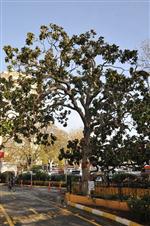 YAPı KREDI - Zeki Müren'in 'Manolya”sı İçin Otopark Küçültüldü