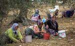 KADIN İŞÇİ - Zeytin Hasadının Yüzde 60'ını Kadınlar Yapıyor