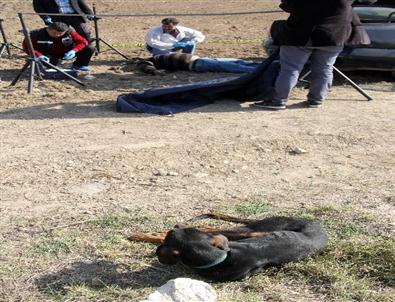 Av Köpeği, Sahibinin Cesedinin Başından Hiç Ayrılmadı