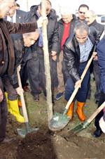 TEMEL COŞKUN - Yalova'da Kesilen 180 Ağaç İçin 200 Çınar Ağacı Dikildi