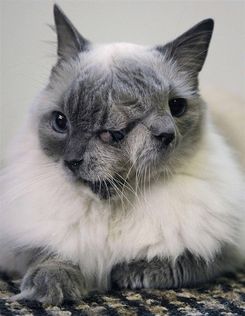 İki yüzlü kedi öldü