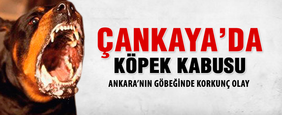 Çankaya'da köpek kabusu