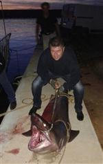 AMATÖR BALIKÇI - Oltaya Köpek Balığı Takıldı