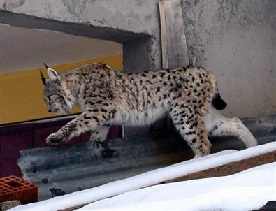 (özel Haber) Vaşak İlçe Merkezinde Dolaşmaya Devam Ediyor