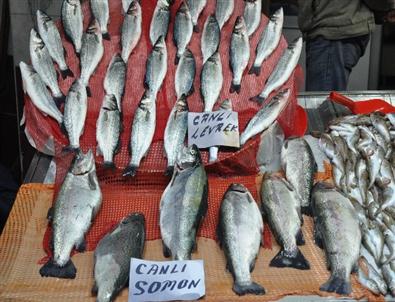 (özel Haber) Balık Psikolojik Rahatsızlıklara Şifa Oluyor