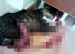 Vahşice Kedi Öldüren Caninin Kan Donduran Konuşması