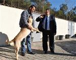 Amasya’da Köpeklerin Ormanı Olacak