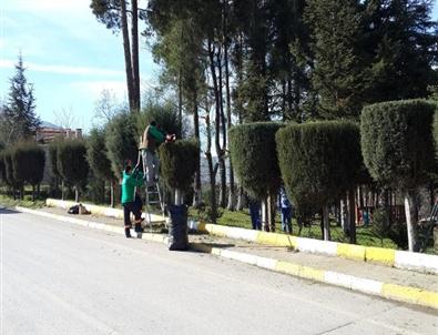 Kartepe'de Budama Çalışmaları Sürüyor