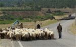 SÜRÜ YÖNETİMİ - Artık Sertifikalı Çobanlar Yetişecek