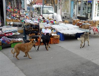 Başıboş Köpekler Vatandaşı Korkutuyor