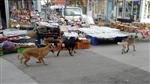 SOKAK KÖPEKLERİ - Başıboş Köpekler Vatandaşı Korkutuyor