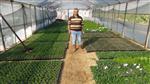 HERCAI - (özel Haber) Silifke'deki Çiçek Serasında Üretim Yıl Boyunca Devam Ediyor