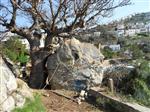 MEHMET KOCADON - Bodrum Belediyesi Ekipleri 80 Tonluk Kayayı Parçalayarak Siteyi Kurtardı