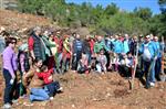 ORMAN MUHAFAZA MEMURU - Yanan Ormanların Yerine Yenileri Dikildi