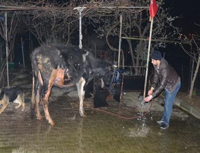 Hayvanlar Telef Olmaktan Son Anda Kurtarıldı