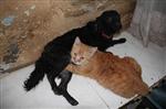 KEDİLER GÜNÜ - Kedi-köpek Gibi Değiller