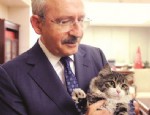 KEDİLER GÜNÜ - Kılıçdaroğlu'nun Şero'yla fotoğrafı