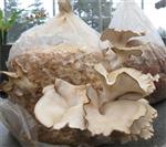 PATENT BAŞVURUSU - Yozgat Bozok Üniversitesi Bilimsel Araştırmalarını Her Geçen Gün Artırıyor