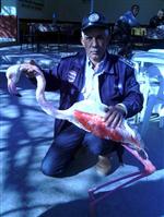 ÇEVRE KORUMA BIRLIĞI - Ağlara Takılan Flamingo Açlıktan Öldü