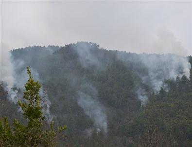 Sinop’ta Orman Yangını