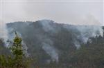 Sinop’ta Orman Yangını Haberi