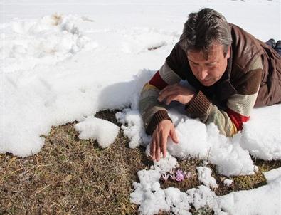 Erzurum’da Kardelenler Açtı