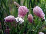 ŞIFALı BITKI - Kaz Dağları’nda 32 Çeşit Endemik Bitki Var