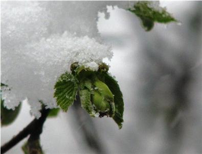 Fındık Üreticisine 'tarım Sigortası'Uyarısı