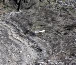 KARACAÖREN - Karacaören Barajı'nda Korkutan Görüntü