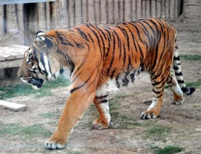 (özel Haber) Batman'dan Gelen Kaplan, Kayseri'ye Alıştı