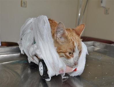 Ayakları Kesilen Kediye Oyuncak Arabadan Ayak