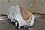HAYVAN HAKLARı FEDERASYONU - Ayakları Kesilen Kediye Oyuncak Arabadan Ayak