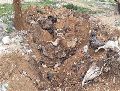 Çivril’de Köpek Katliamı İddiası