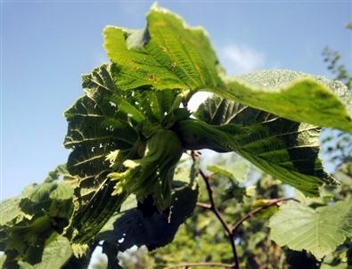 5 Ayda 939 Milyon Dolarlık Fındık İhracatı