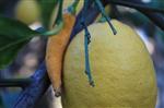 Biber Görünümlü Limon Görenleri Şaşırtıyor