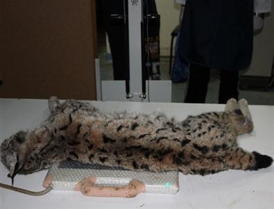 Ölen Vaşak’a 3 Saşma İsabet Etmiş