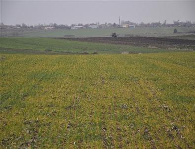 Trakya'da Yaşanan Kuraklık Buğday Gelişimini Etkiliyor