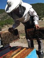EKREM ÇALıK - Uluslararası Arıcılık ve Çam Balı Kongresi Başlıyor