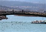 KıZKALESI - (özel Haber) Beyşehir Gölü Milli Parkı’nda 153 Kuş Türü Yaşıyor