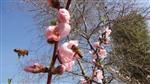 YAĞMURDAN SONRA - (özel Haber) Silifke’de Kış Ortasında Kayısı ve Şeftali Ağaçları Çiçek Açtı