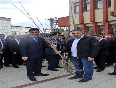 Dilovası’nda Vatandaşlara Kiraz Fidanı Dağıtıldı