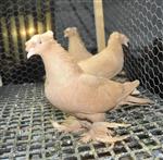 Güvercin ve Kanarya Severler Festivalde Buluşacak