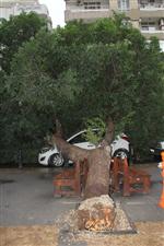 Ağaç 3 Otomobilin Üzerine Devrildi