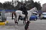 SOKAK KÖPEĞİ - 'Çizi” Adlı Köpek, Atlı Polis Birlikleriyle Beraber Asayişi Sağlıyor