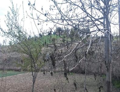 Sincik’te Soğuk Hava Meyve Ağaçlarını Yaktı