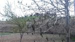TARIM SİGORTASI - Sincik’te Soğuk Hava Meyve Ağaçlarını Yaktı