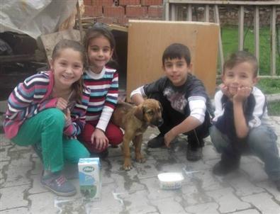 Çocukların Dayanışması Bir Sokak Köpeğinin Hayatını Kurtardı