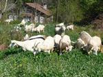 SAANEN - Saanen Keçiler Umut Veriyor